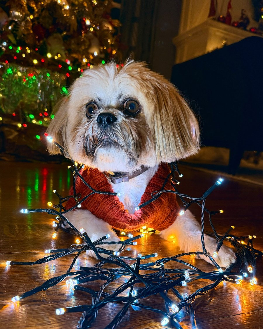 Giorgio in a rust-colored sweater, tangled in twinkle lights by the Christmas tree